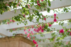 A pergola with vines